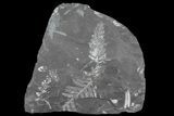 Wide Fossil Seed Fern Plate - Pennsylvania #73179-1